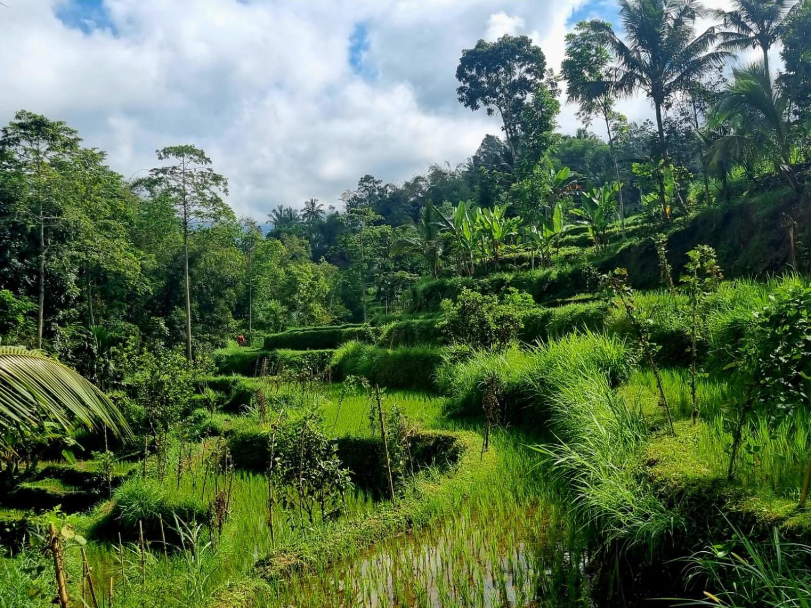 טטבאטו Girang Rinjani Bungalows חדר תמונה