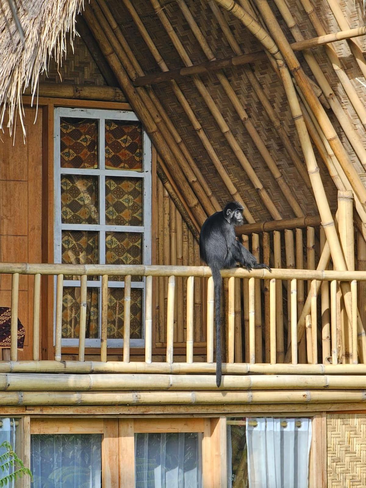 טטבאטו Girang Rinjani Bungalows מראה חיצוני תמונה